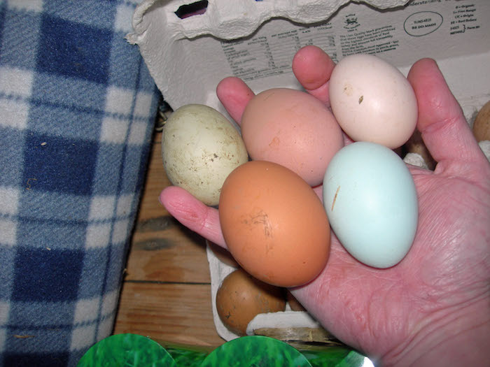 holiday-boarding-for-chickens